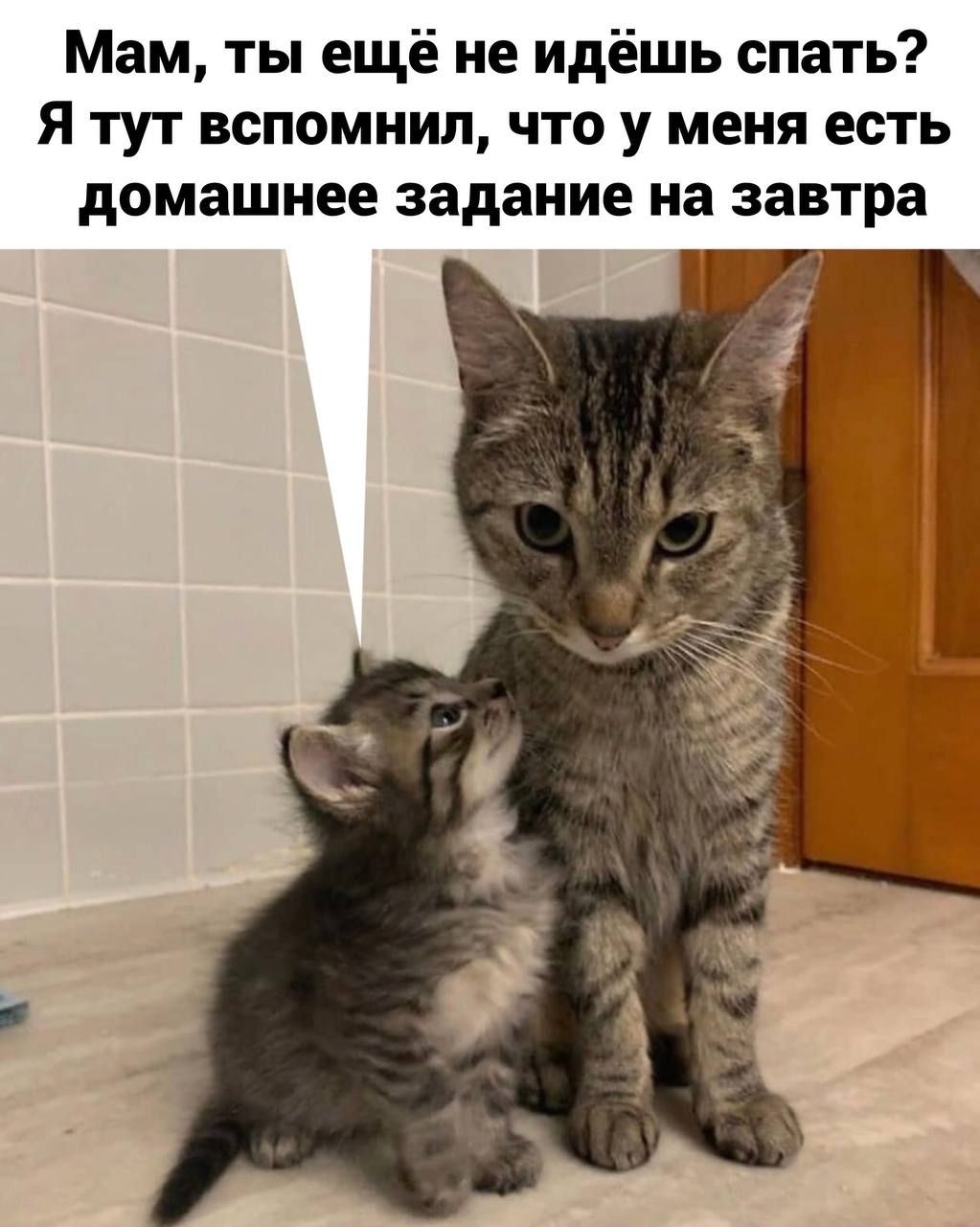 Мам ты ещё не Идёшь спать Я тут вспомнил что у меня есть домашнее задание на завтра