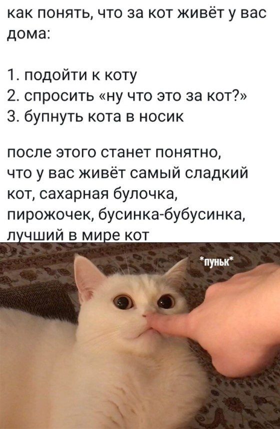 как понять что за кот живёт у вас дома 1 подойти к коту 2 спросить ну что это за кот 3 бупнуть кота в носик после этого станет понятно что у вас живёт самый сладкий кот сахарная булочка пирожочек бусинкабубусинка п чший в ми е кот