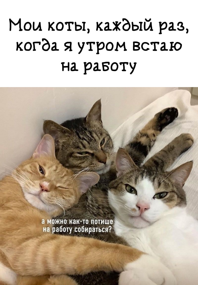 Мои коты каждый раз когда я утром встаю на равоту