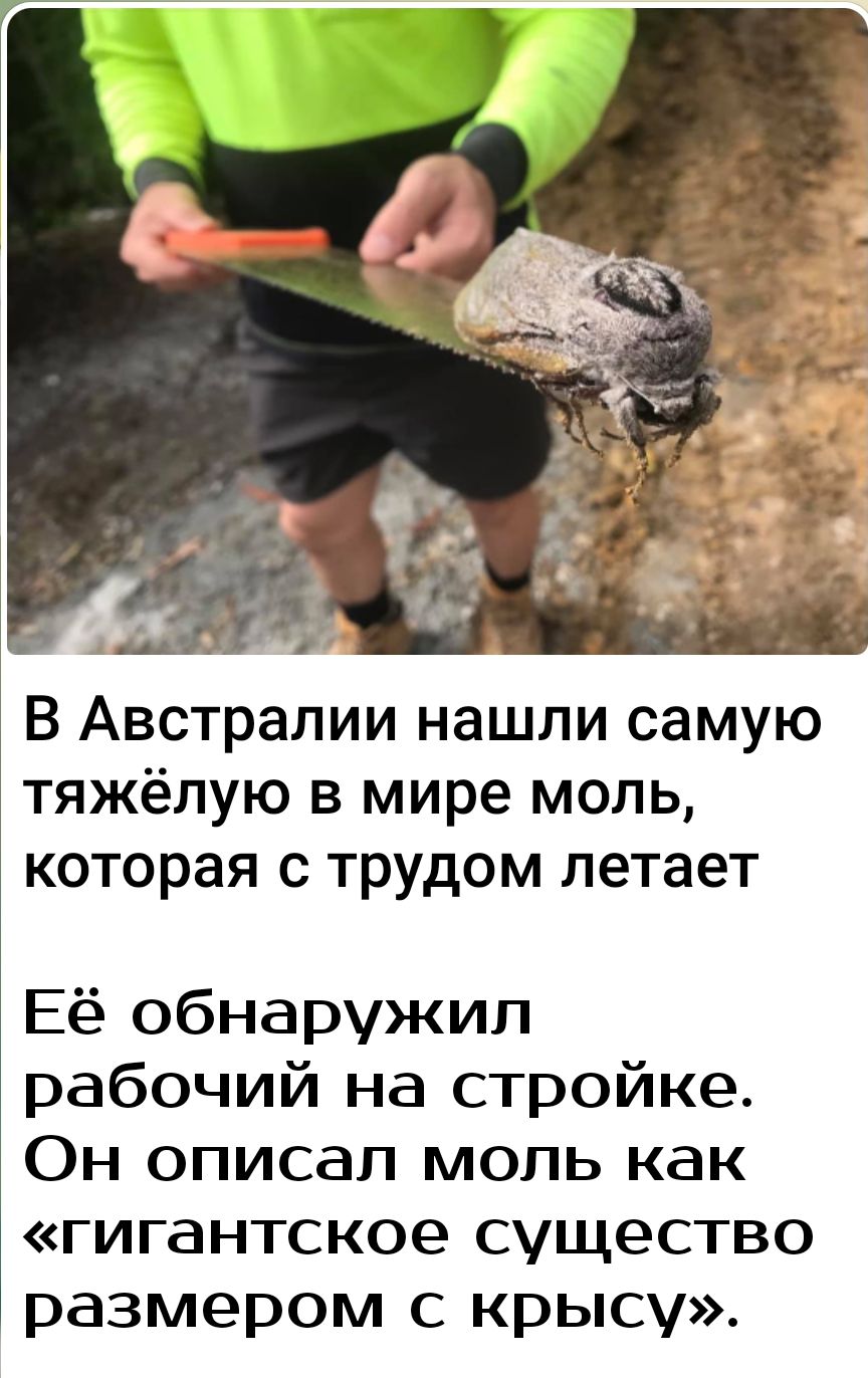 В Австралии нашли самую тяжёлую в мире моль которая с трудом летает Её обнаружил рабочий на стройке Он описал моль как гигантское существо размером с крысу