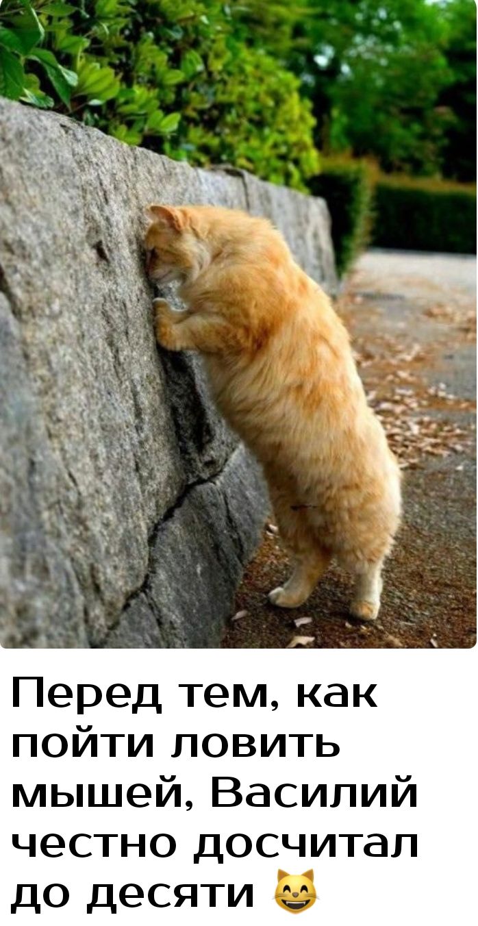 Перед тем как пойти ловить мышей Василий честно досчитап до десяти В