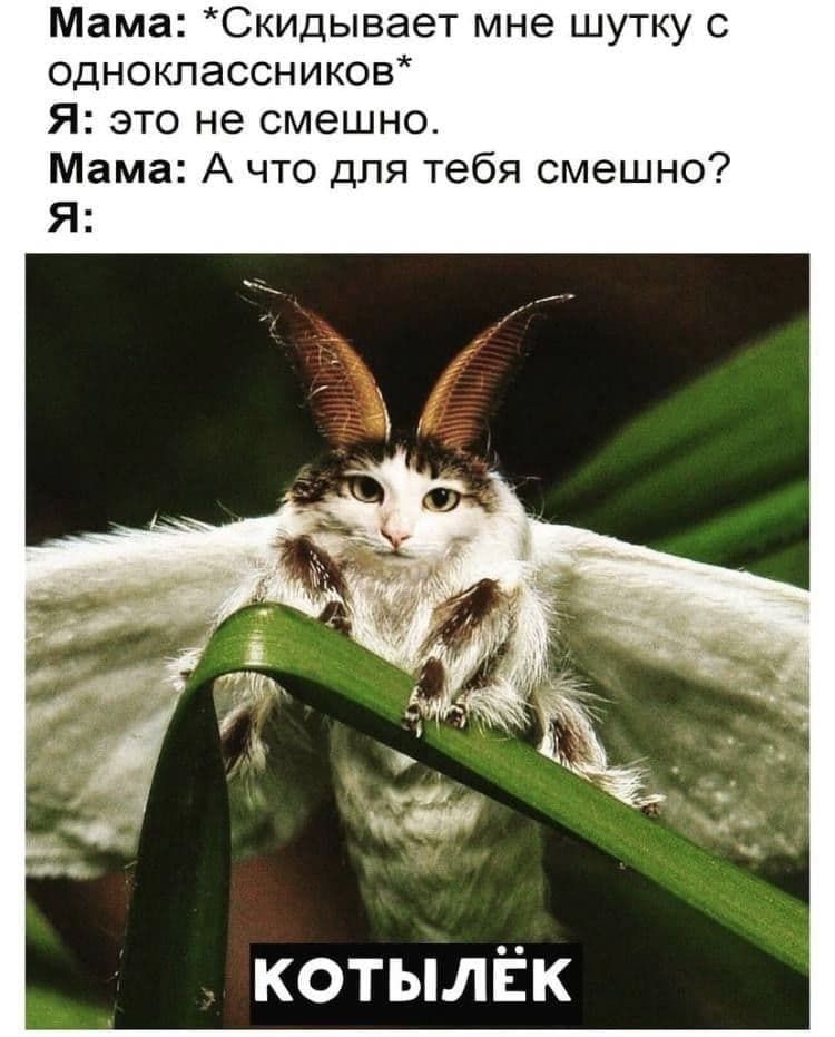 Мама Скидывает мне шутку с одноклассников Я это не смешно Мама А что для тебя смешно котылёк
