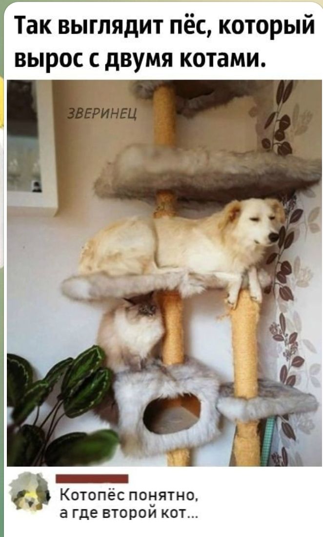 Так выглядит пёс который вырос с двумя котами _ Котопес понятно а где второи кот