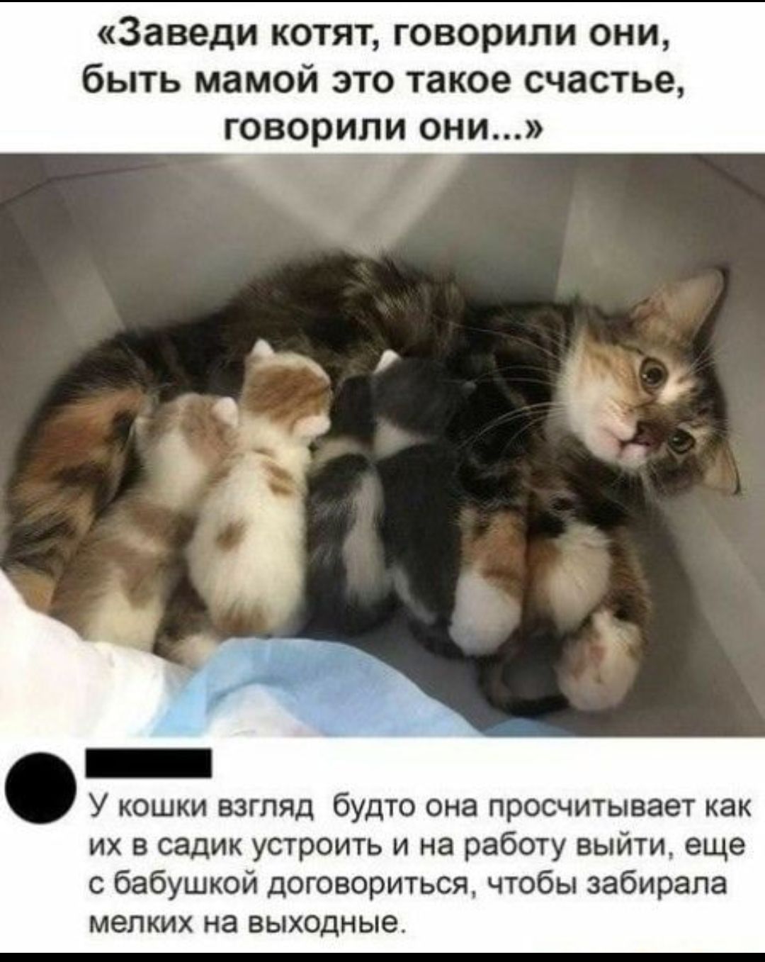 «заведи котят, говорили они, быть мамой это такое счастье, говорили они...» ноолобщнннй . У кошки взгляд будто она просчитывает как их в садик устроить и на работу выйти, еще с бабушкой договориться, чтобы забирала мелких на выходные.