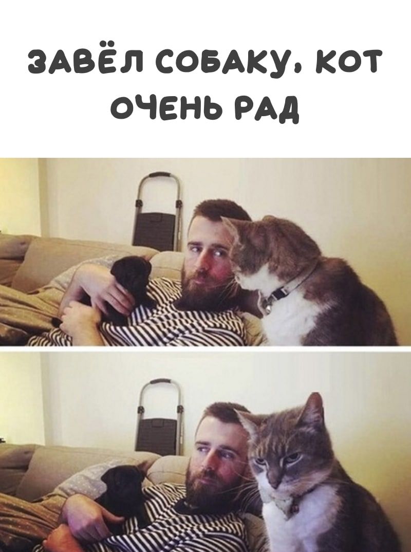 эАвёл совАку кот очень РАА