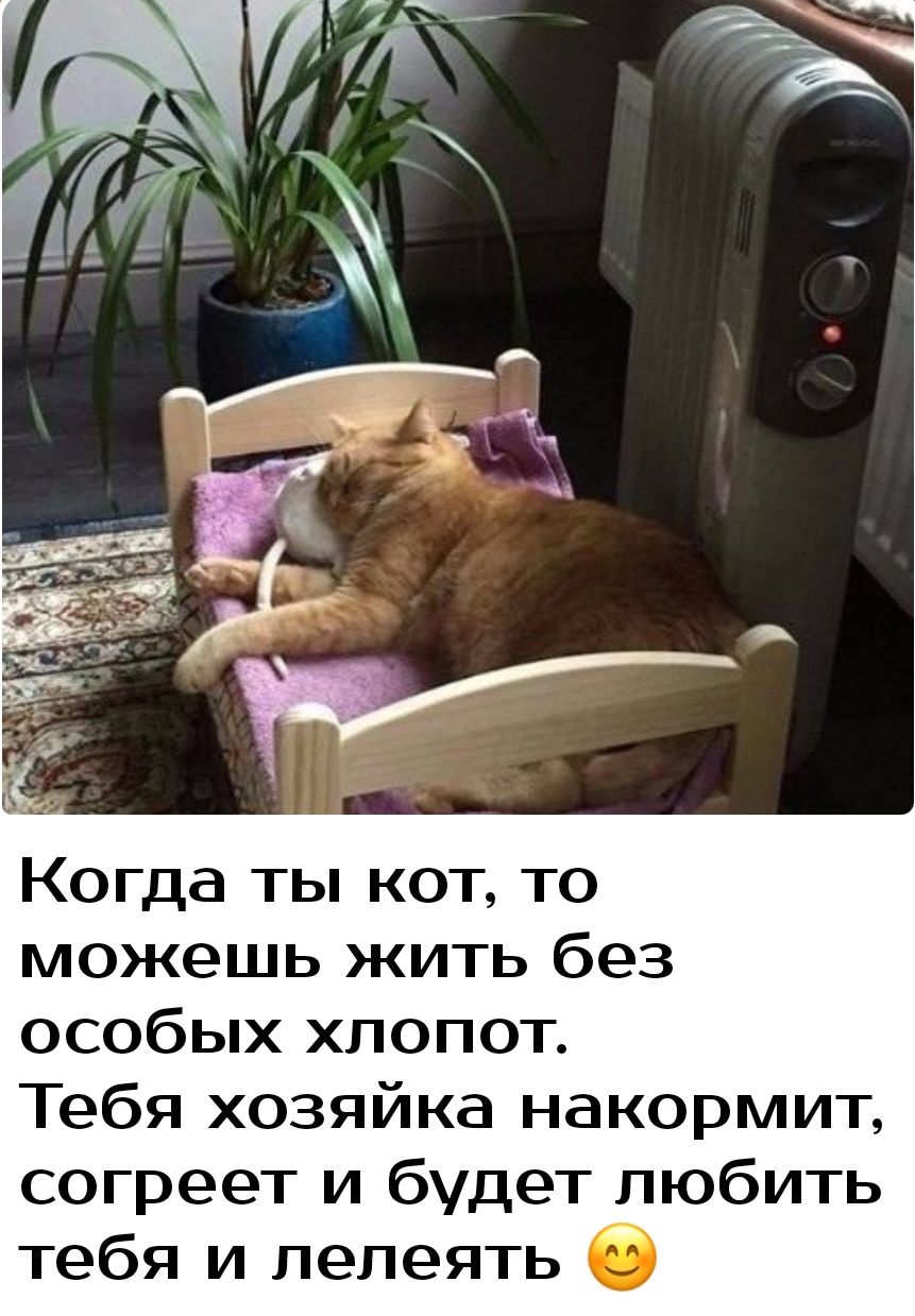 Когда ты кот то можешь жить без особых хлопот Тебя хозяйка накормит согреет и будет любить тебя и лелеять б