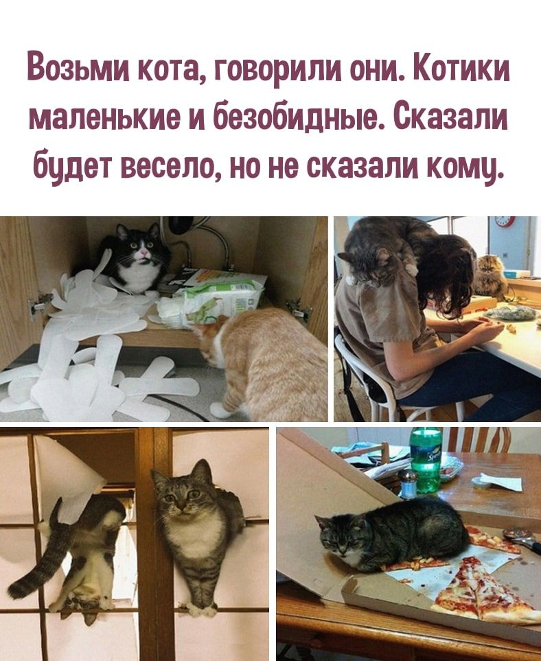 Возьми кота говорили они Котики маленькие и безобидные Сказали бцдет весело но не сказали комц