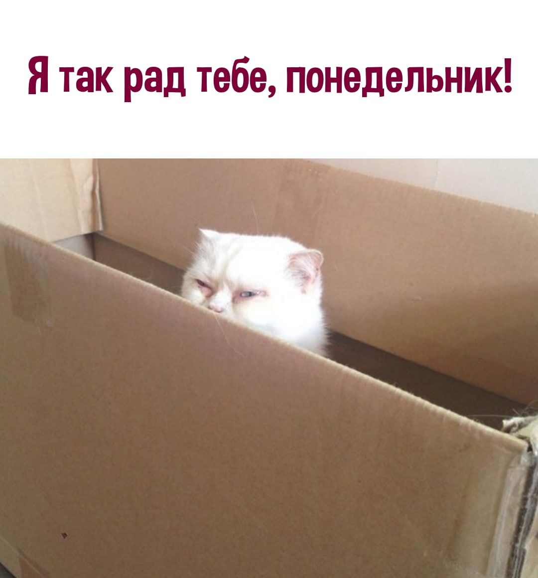 Я так рад тебе понедельник
