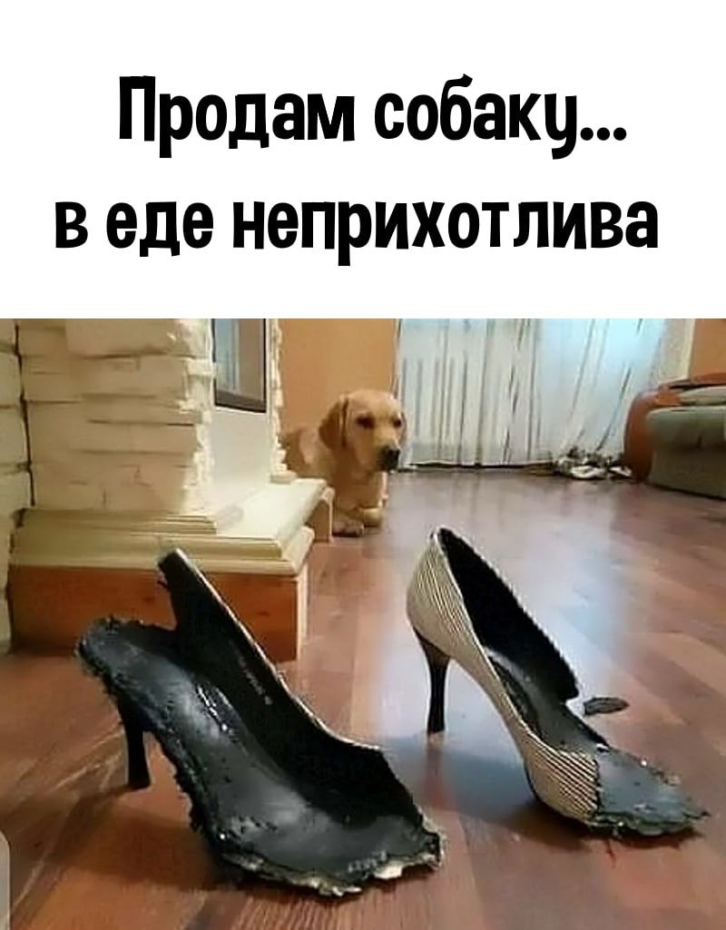 Продам собаку в еде неприхотлива