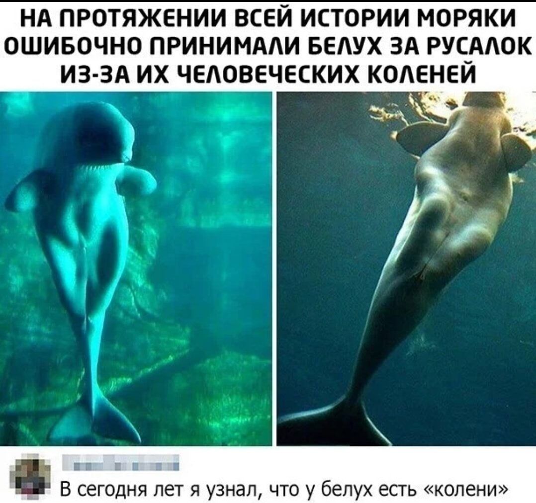 НА ПРОТЯЖЕНИИ ВСЕЙ ИСТОРИИ МОРЯКИ ОШИБОЧНО ПРИНИМААИ БЕАУХ ЗА РУСААОК ИЗ ЗА ИХ ЧЕАОВЕЧЕСКИХ КОАЕНЕЙ а В сегодня лет я узнал что у белух есть колени