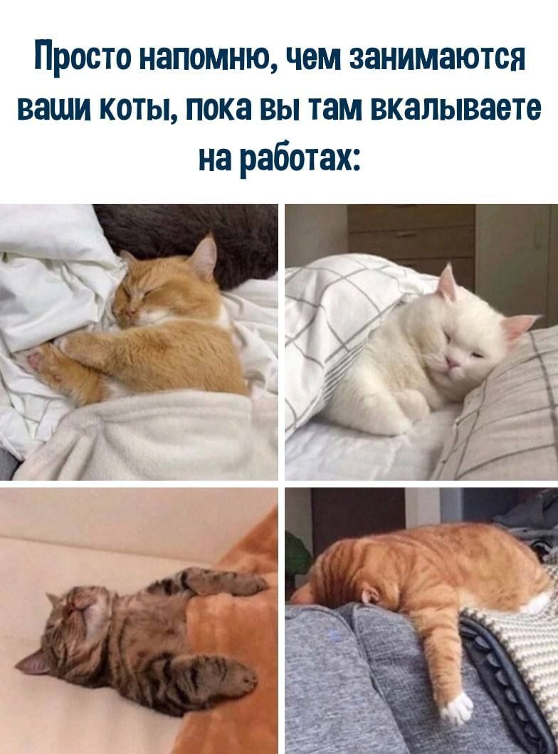 Просто напомню чем занимаются ваши коты пока вы там вкалываете на работах