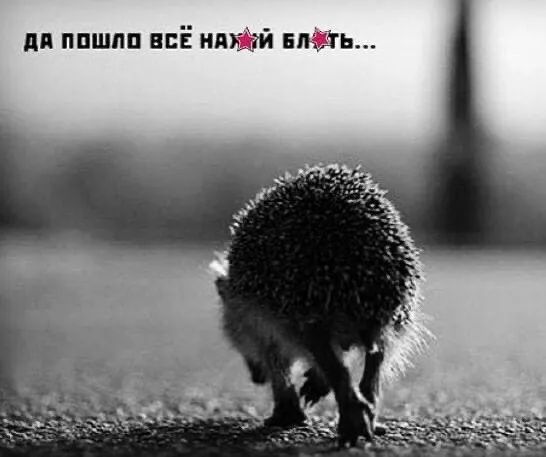 дя ппшпп всё вшить