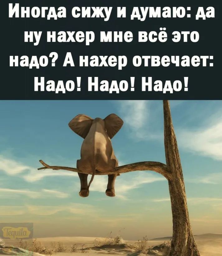 Иногда сижу и думаю да ну нахер мне всё это надо А нахер отвечает Надо Надо Надо