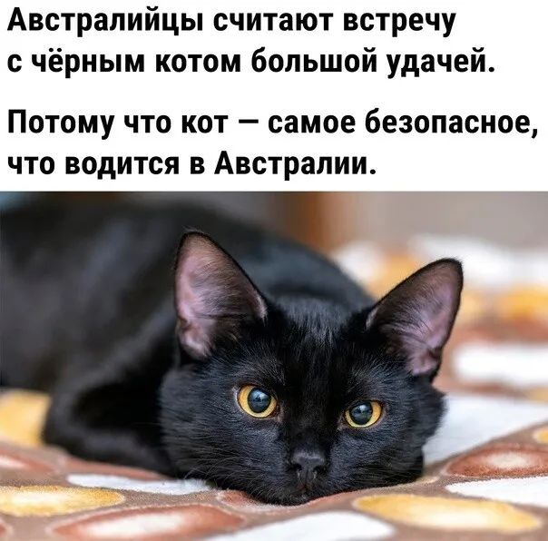 Австралийцы считают встречу с чёрным котом большой удачей Потому что кот самое безопасное что водится в Австралии