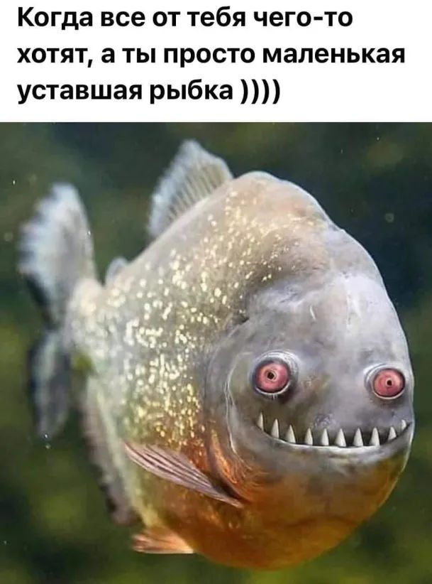 Когда все от тебя чего то хотят а ты просто маленькая уставшая рыбка