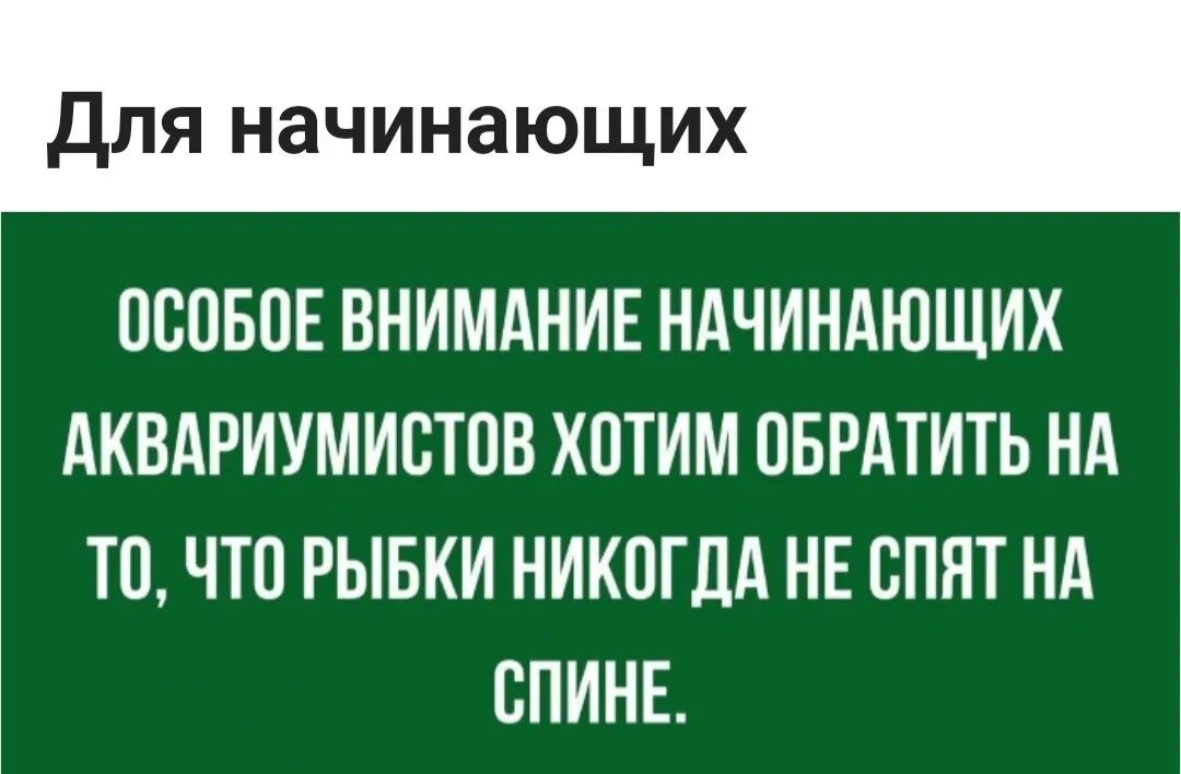Для начинающих ОСОБОЕ ВНИМАНИЕ НАЧИНАЮЩИХ АКВАРИУМИОТОВ ХОТИМ ОБРАТИТЬ НА ТО ЧТО РЫБКИ НИКОГДА НЕ СПЯТ НА ОПИНЕ
