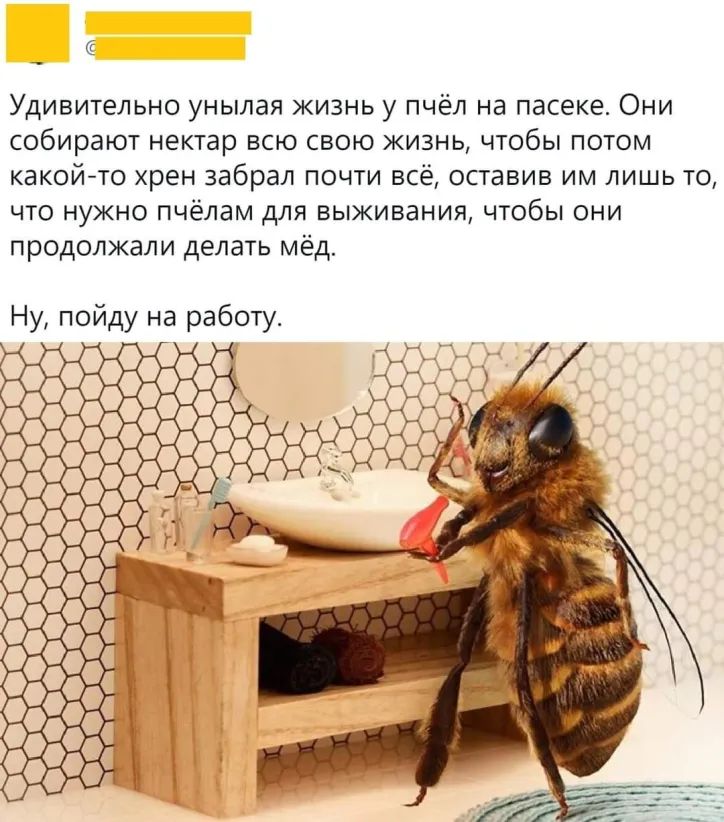 Удивительно унылая жизнь у пчёл на пасеке Они собирают нектар всю свою жизнь чтобы потом какойто хрен забрал почти всё оставив им лишь то что нужно пчёлам для выживания чтобы они продолжали делать мёд Ну пойду на работу