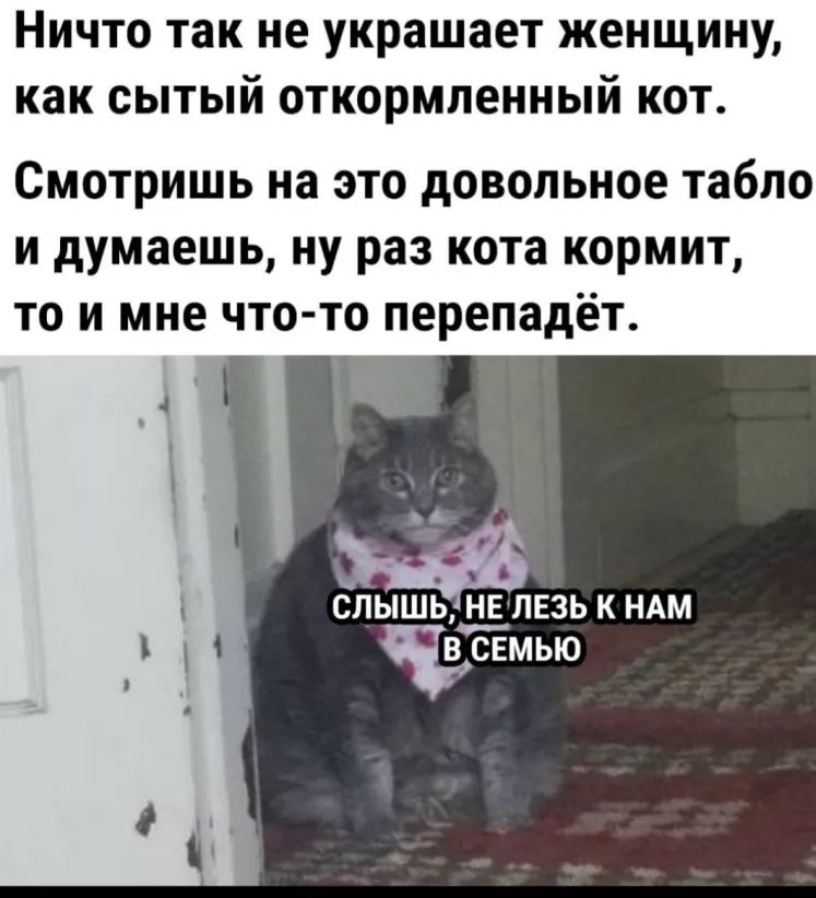 Ничто так не украшает женщину как сытый откормленный кот Смотришь на это довольное табло и думаешь ну раз кота кормит то и мне что то перепадёт к 3 СЛЫШЬ НЕЛЕЗЬ К НАМ __ Частью