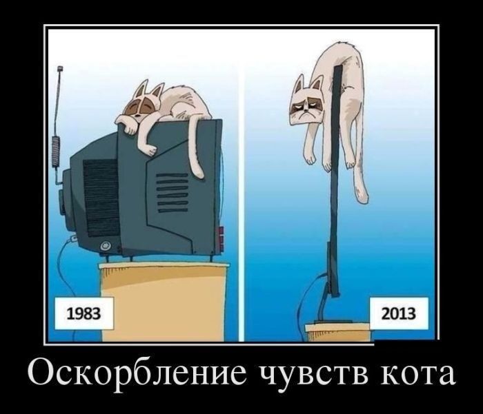 Оскорбление чувств кота