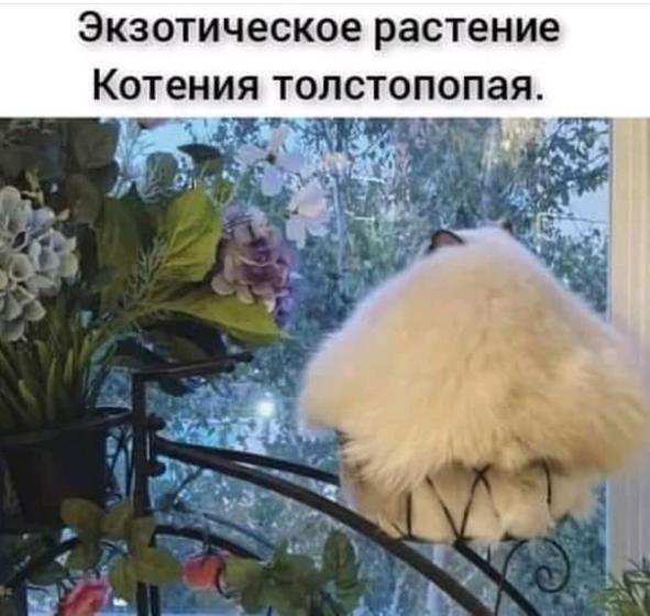 Экзотическое растение
