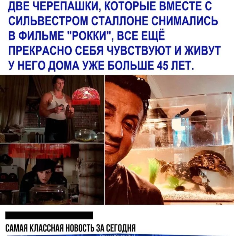 ДВЕ ЧЕРЕПАШКИ КОТОРЫЕ ВМЕСТЕ С СИЛЬВЕСТРОМ СТАЛЛОНЕ СНИМАЛИСЬ В ФИЛЬМЕ РОККИ ВСЕ ЕЩЁ ПРЕКРАСНО СЕБЯ ЧУВСТВУЮТ И ЖИВУТ У НЕГО ДОМА УЖЕ БОЛЬШЕ 45 ЛЕТ САМАЯ КЛАССНАЯ НОВОСТЬ ЗА СЕГОДНЯ