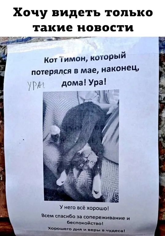 ХЧУ Випетъ только такие новости _ Кот имон которыи потерялся в мае наконец иРн дома Ура У нею всё хард всем спасибо за сопереживаиие и ишшойп оі иви 3005691