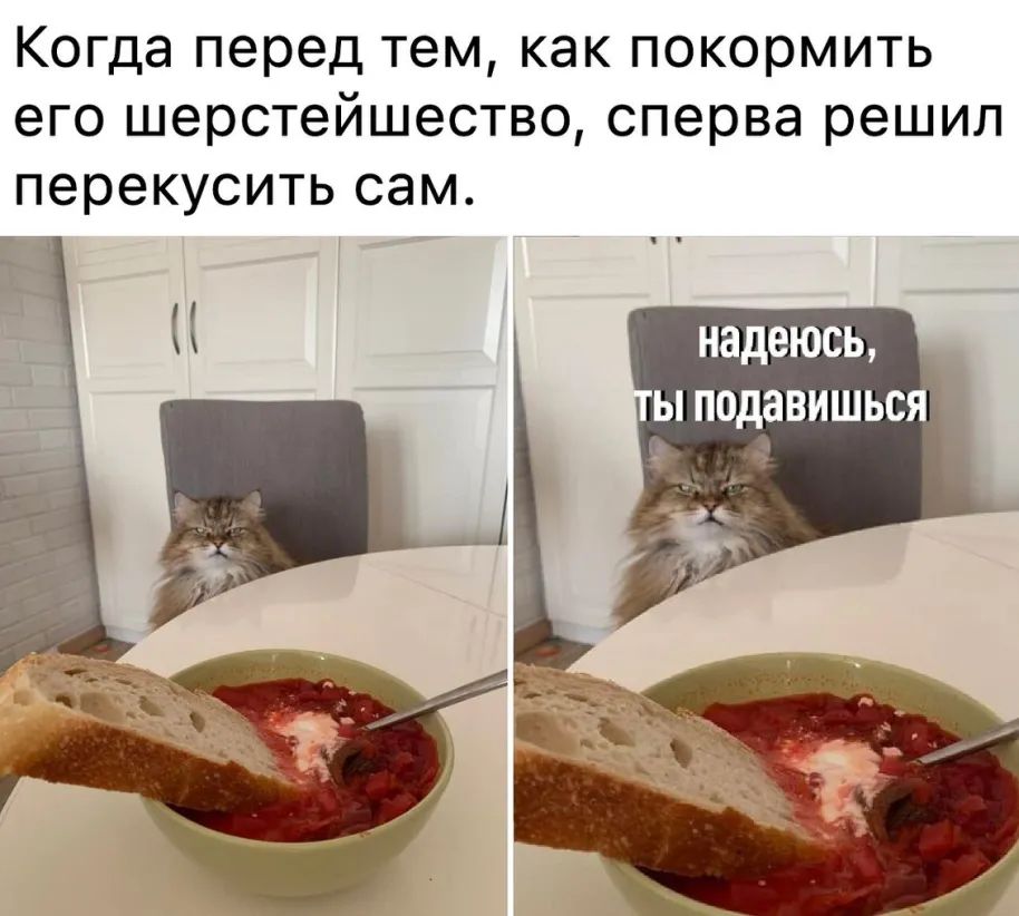 Когда перед тем как покормить его шерстейшество сперва решил перекусить сам надеюсь ы подавишься