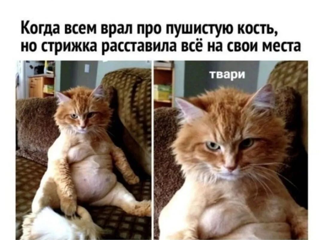 Когда всем врал про пушистую кость но стрижка расставила всё на свои места