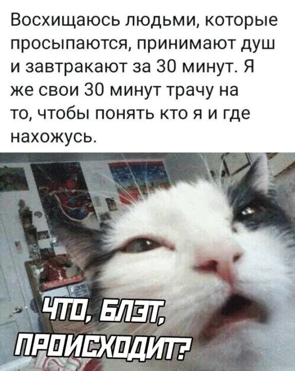Восхищаюсь людьми которые просыпаются принимают душ и завтракают за 30 минут Я же свои 30 минут трачу на то чтобы понять кто я и где НЭХОЖУСЬ
