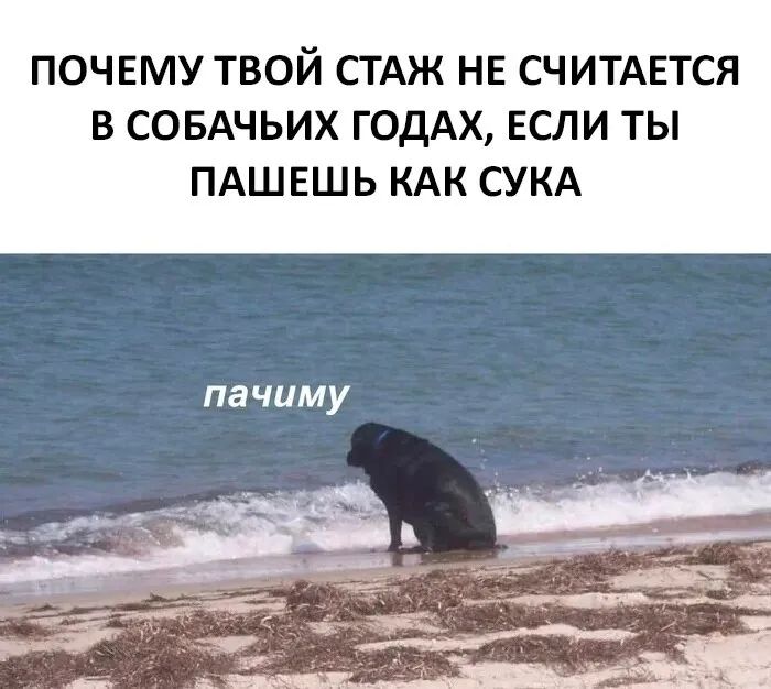 ПОЧЕМУ ТВОЙ СТАЖ НЕ СЧИТАЕТСЯ В СОБАЧЬИХ ГОДАХ ЕСЛИ ТЫ ПАШЕШЬ КАК СУКА пачиму