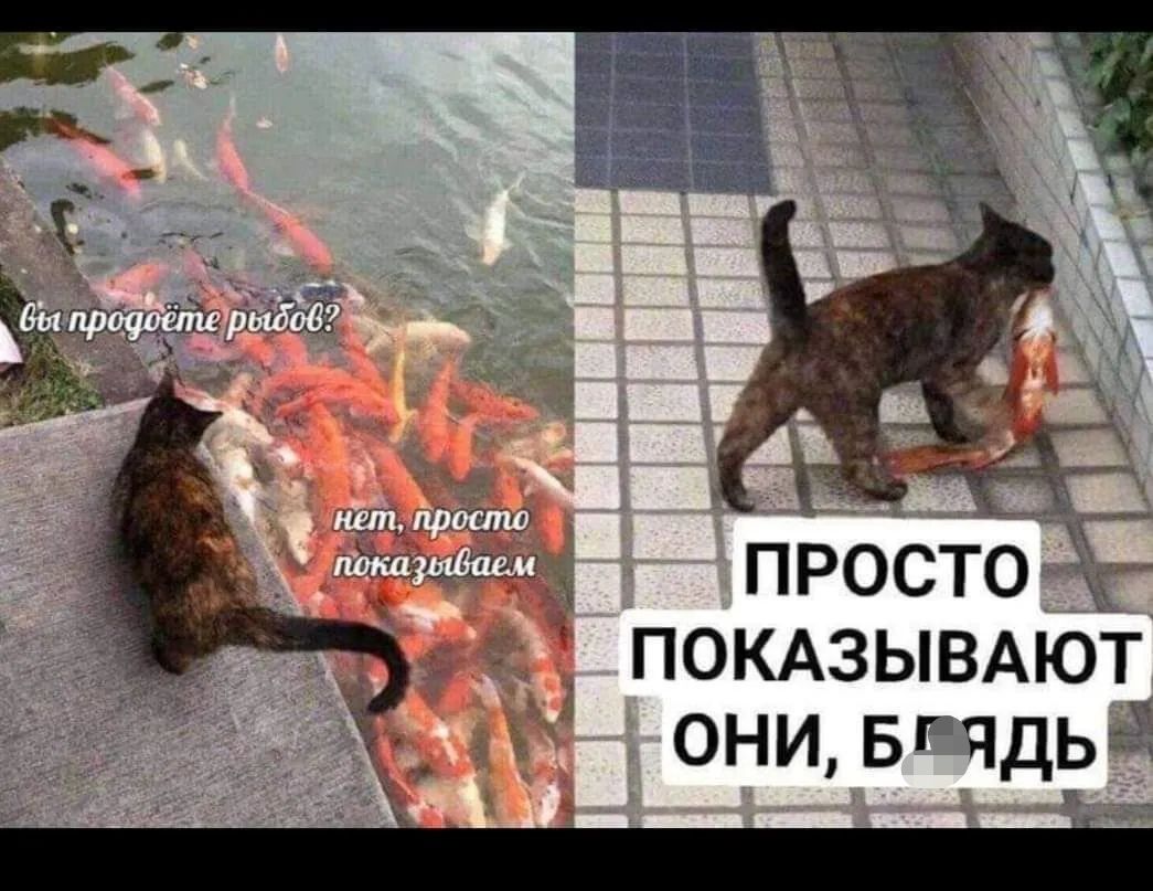 шщ ітлш дтп Ющ і _ покдзывдют они Бі чдыв