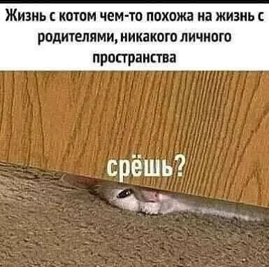 Жизнь с котом чем то похожа на жизнь с родителями никакого личного пространства