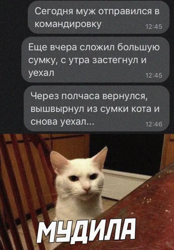 Сегодня муж отправился в командировку 1245 Еще вчера сложил большую сумку с утра застегнул и Уехал 1245 Через полчаса вернулся вышвырнул из сумки кота и снова уехал 1246