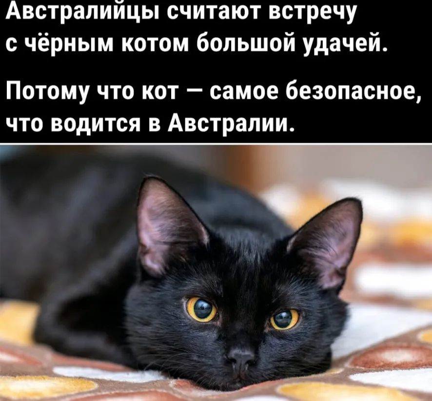 Австралийцы считают встречу с чёрным котом большой удачей Потому что кот самое безопасное что водится в Австралии