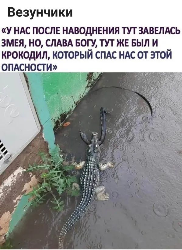 Везунчики у НАС послв НАВОДНЕНИЯ тут ЗАВЕЛАСЬ змвя но спдвд БОГУ тут же выл и крокодил который СПАС ндс от этой опАсности