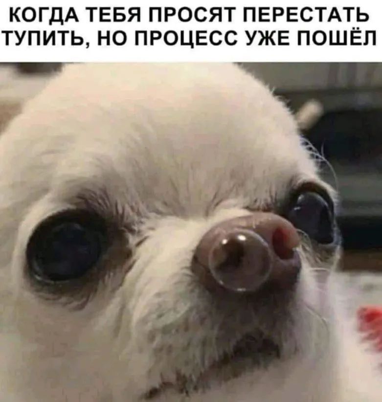 КОГДА ТЕБЯ ПРОСЯТ ПЕРЕСТАТЬ ТУПИТЬ НО ПРОЦЕСС УЖЕ ПОШЁЛ