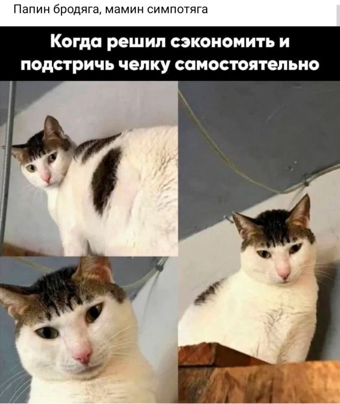 Папин бродяга мамин симпотяга Когда решил сэкономить и подстричь челку самостоятельно