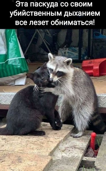 Эта паскуда СО СВОИМ убийственным дыханием все лезет ОбНИМаТЬСЯ