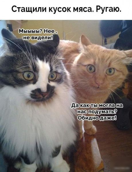 Стащили кусок мяса Ругаю Мыыыы Нее нас Обиднп