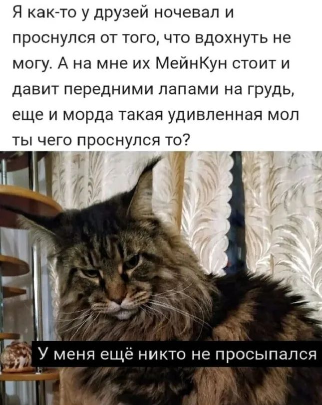 Я каюто у друзей ночевал и проснулся от того что вдохнуть не могу А на мне их МейнКун стоит и давит передними лапами на грудь еще и морда такая удивленная мол ты чего проснулся то _ 1 У меня ещё никто не просыпался И и Г Ё