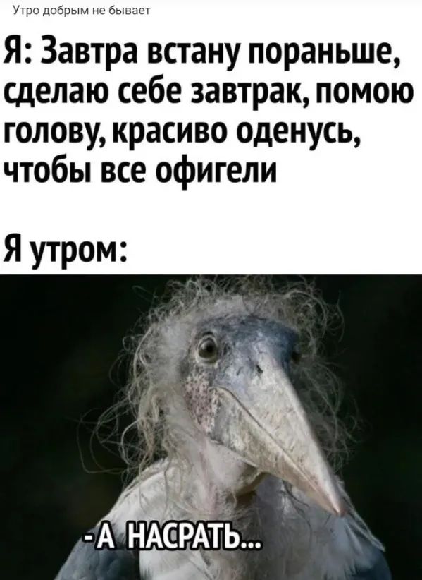 Про до Я Завтра встану пораньше сделаю себе завтрак помою голову красиво оденусь чтобы все офигели