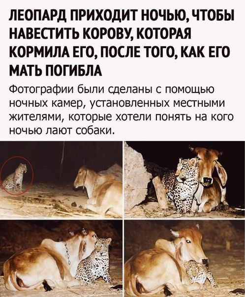 ЛЕОПАРД ПРИХОДИТ НОЧЬЮ ЧТОБЫ НАВЕСГИТЬ КОРОВУ КОТОРАЯ КОРМИЛА ЕГО ПОСЛЕ ТОГО КАК ЕГО МАТЬ ПОГИБЛА Фотографии были сделаны с помощью НОЧНЫХ камер УСГЭНОБЛеННЫХ месгными ЖИТШТЯМИ КОТОПЫЕ ХОТЕЛИ ПОНЯТЬ Нд КОГО ночью лают собаки