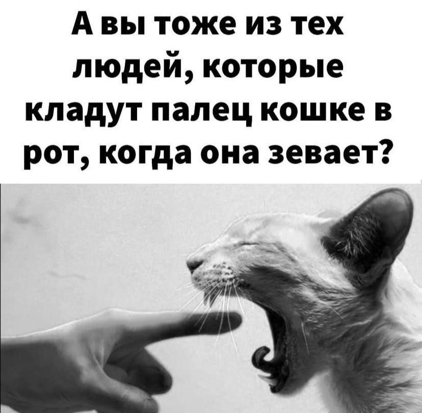 А вы тоже из тех людей которые кладут палец кошке в рот когда она зевает