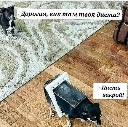 Дорогая как там твоя диета