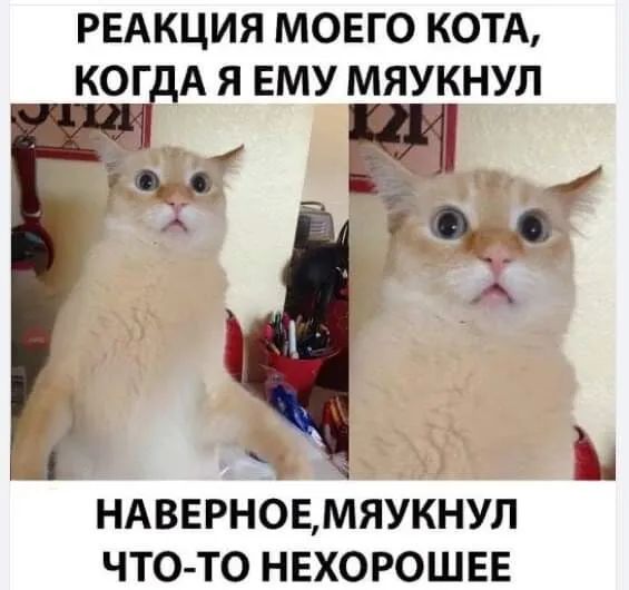 РЕАКЦИЯ МОЕГО КОТА КОГ А Я ЕМУ МЯУКНУЛ НАВЕРНОЕМЯУКНУЛ ЧТО ТО НЕХОРОШЕЕ