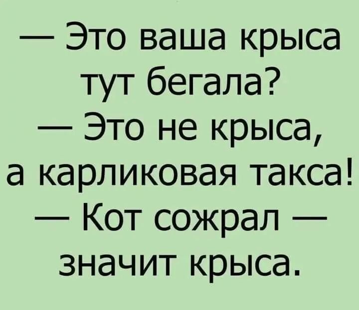 Это ваша крыса тут бегала Это не крыса а карликовая такса Кот сожрал значит крыса