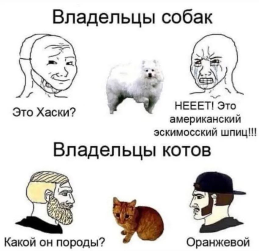 Владельцы собак ем НЕЕЕТГЭто ЭТО Хаски американский эскимосский шпиц Владельцы котов Какой он породы Оранжевой