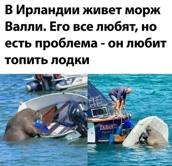 В Ирландии живет морж Валли Его все любят но есть проблема он любит топить лодки