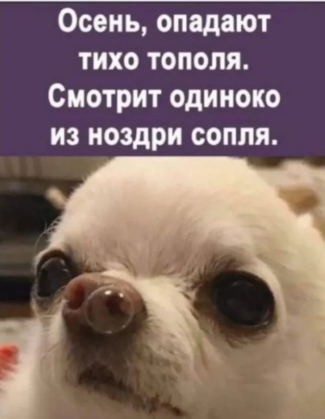 Осень опадают тихо тополя Смотрит одиноко из ноздри соппя