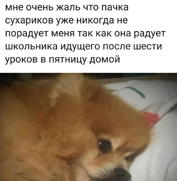 мне очень жаль что пачка сухариков уже никогда не порадует меня так как она радует школьника идущего после шести уроков в пятницу домой